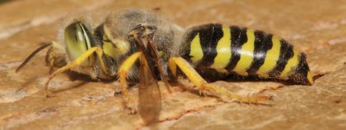 Bembix tarsata